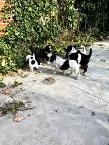 Schapendoes M-nest van de Roeskebeer